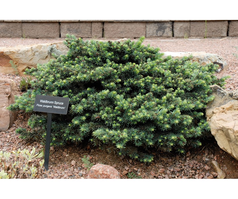 Waldbrunn Spruce